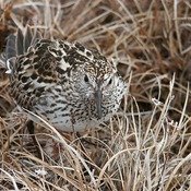 White-rumped Sandpiper